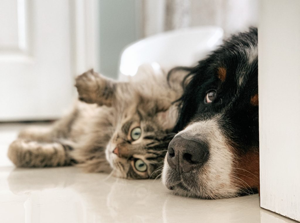 chats chiens marketing louis philippe poitras unsplash