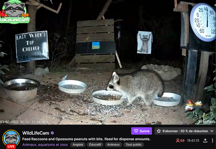 Vidéos satisfaisantes, comprendre la tendance 1 screenshot d'une vidéo satisfaisante d'un live twitch avec un raton laveur qui mange